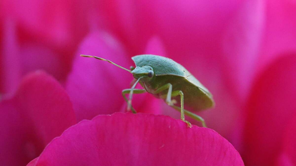 屋内の植物に虫がつかないようにする方法