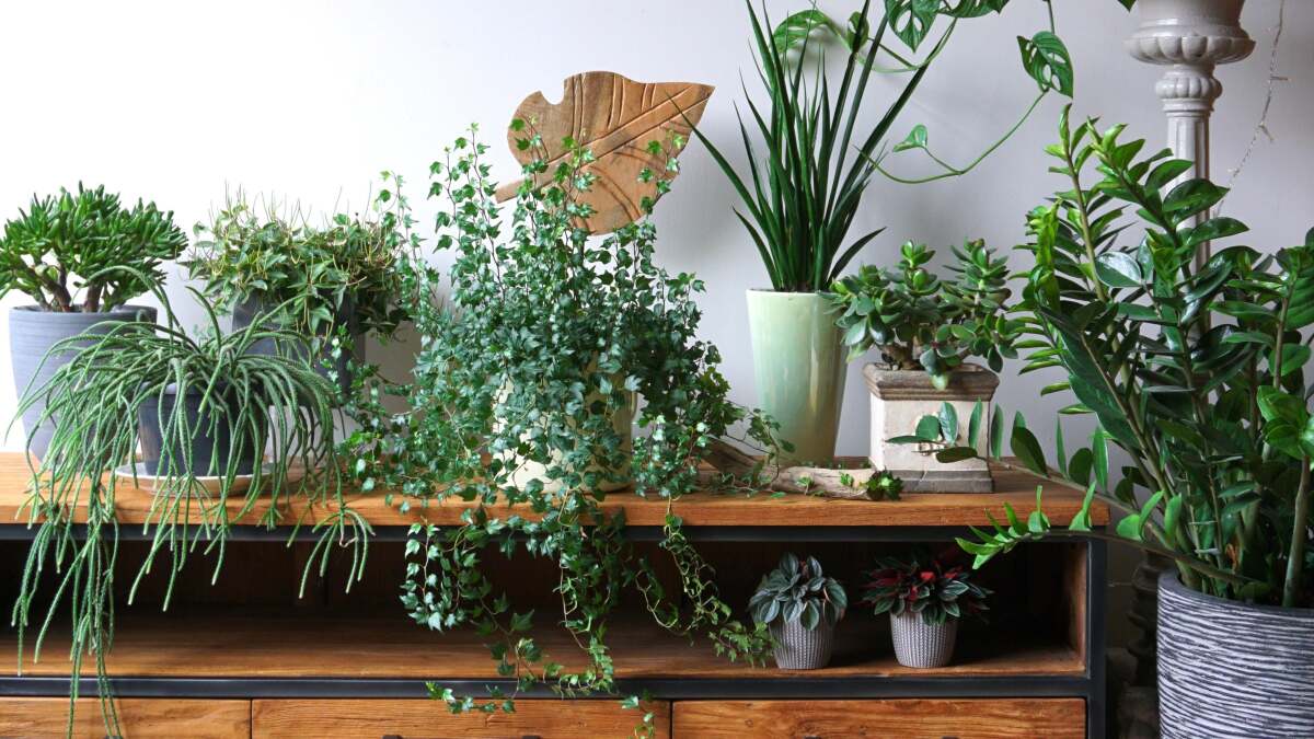 予算内で観葉植物コレクションを栽培する方法