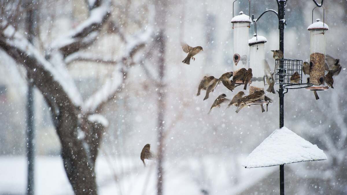 クリスマスの鳥の数を数えるためにはまだ時間があります