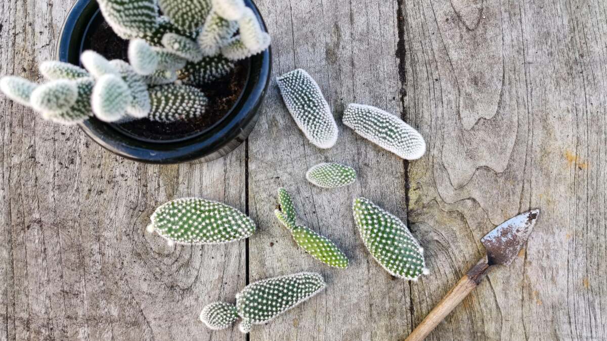 新しい多肉植物を発芽させる最も簡単な方法