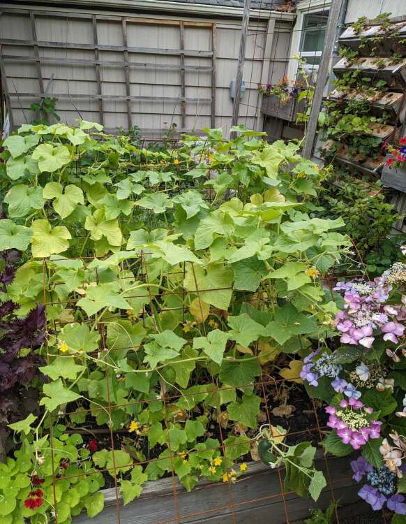 An a-frame trellis for cucumbers in foreground. 