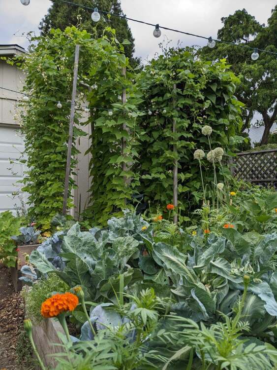 Tall trellises covered with pole beans.