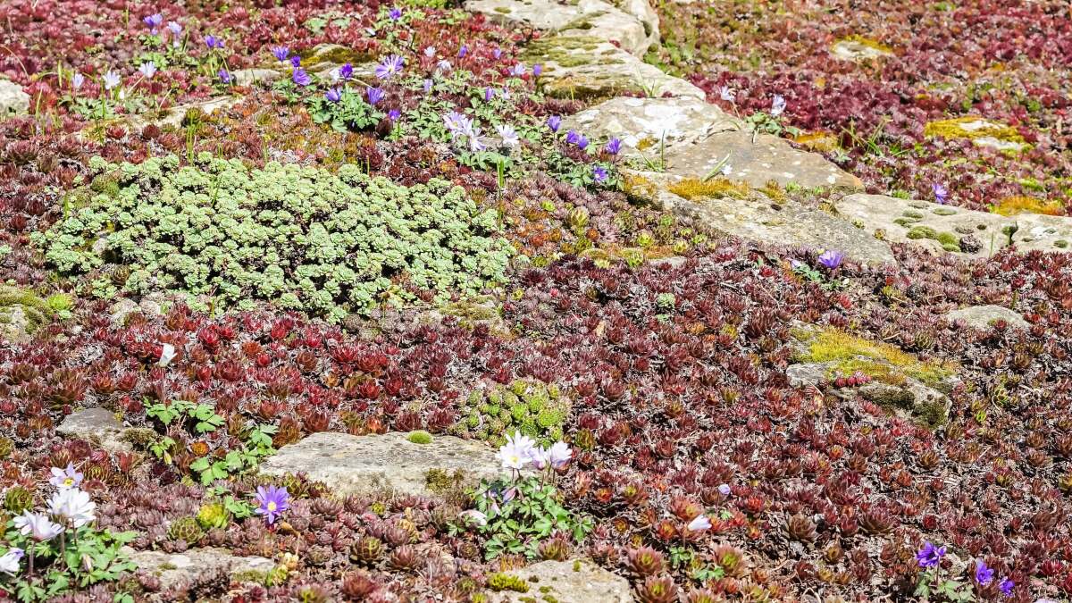 タペストリーの芝生を植える方法 (そしてそうすべき理由)