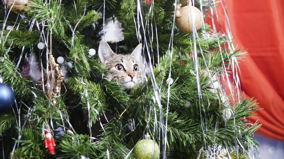 あなたが知らなかった有毒なクリスマスツリーの水とその他のホリデーペットの危険性