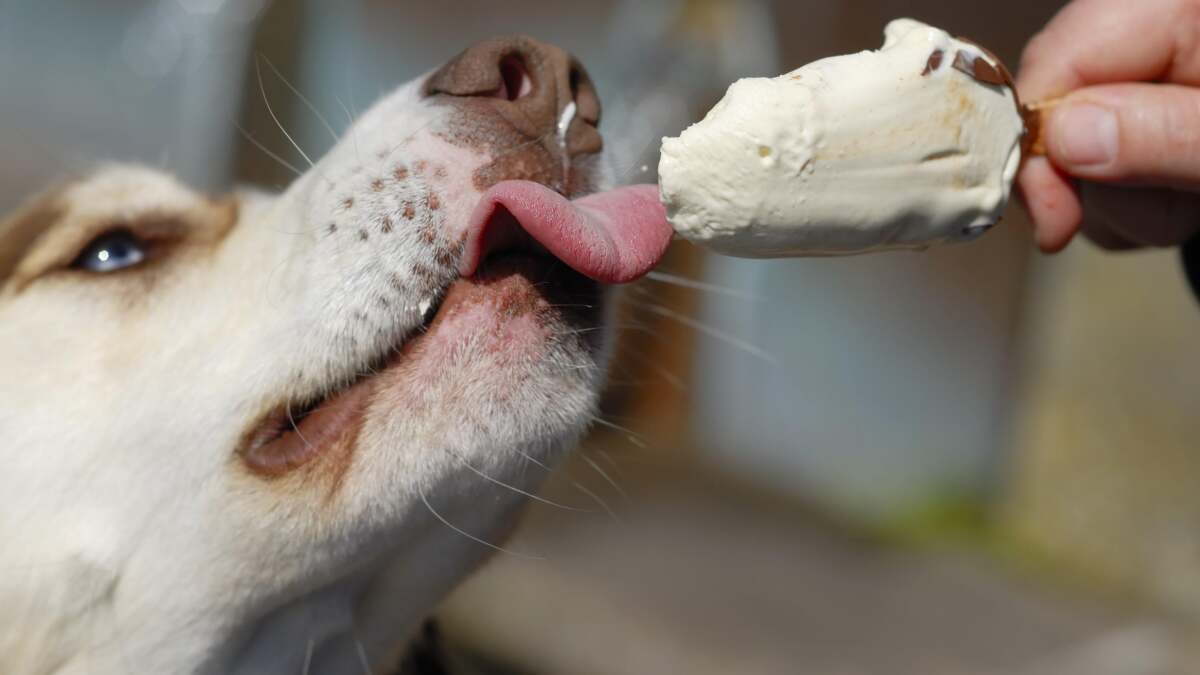 DIY 冷凍おやつで犬を涼しく保ちましょう