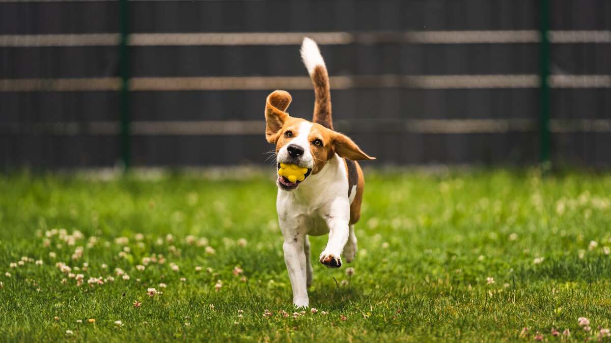 裏庭で犬を遊ばせてお小遣い稼ぎができる