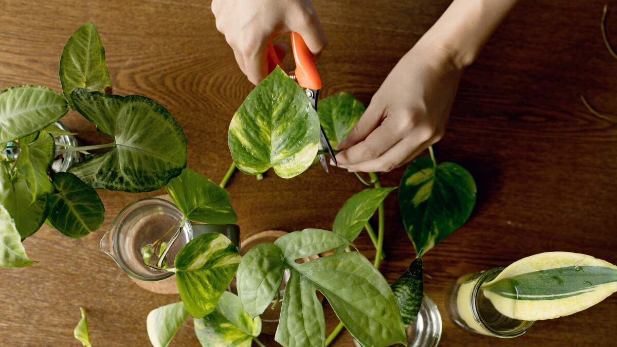 観葉植物の挿し木を売ってお金を稼ぐ方法