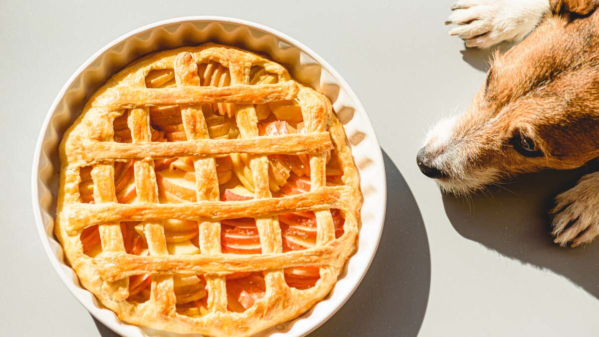 犬が食べられる感謝祭の食べ物と食べられない食べ物