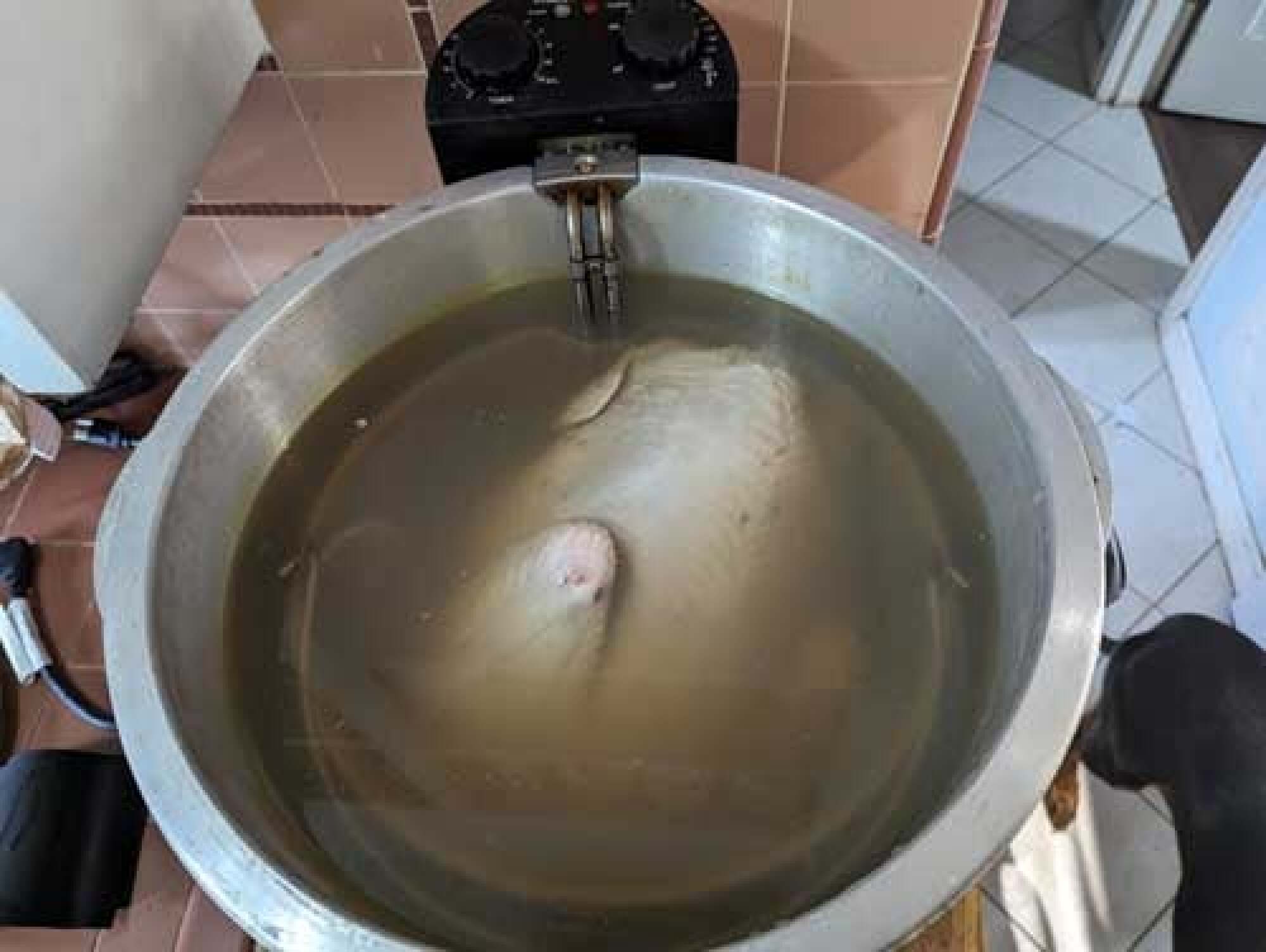 image of turkey brining in the deep fat fryer