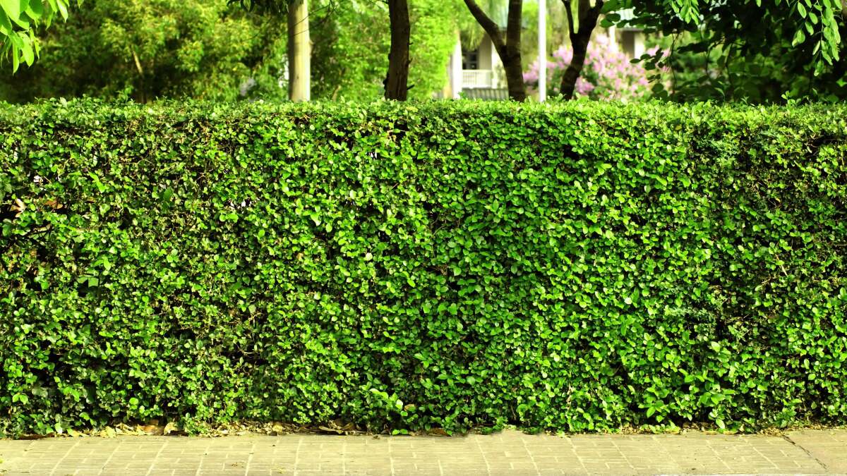 これらの植物は最高の生きたフェンスを作ります