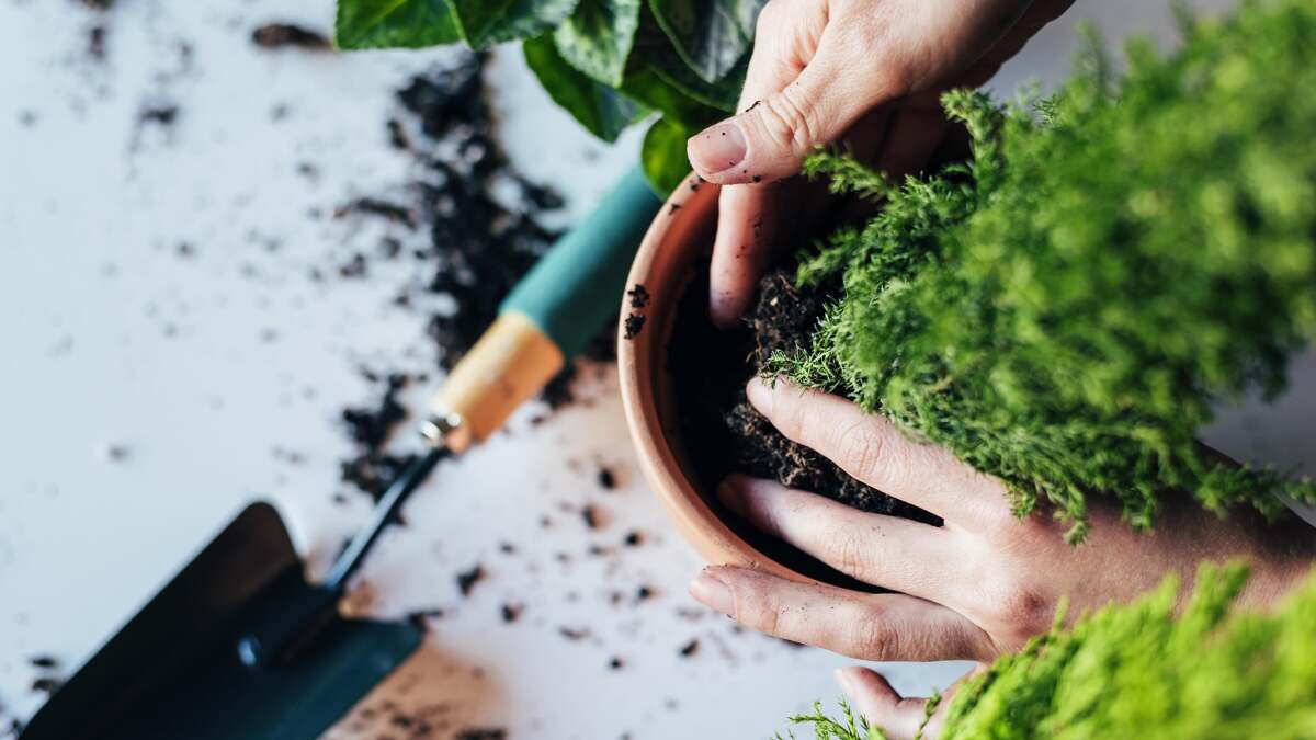 屋内植物の植え替え時期は次のとおりです