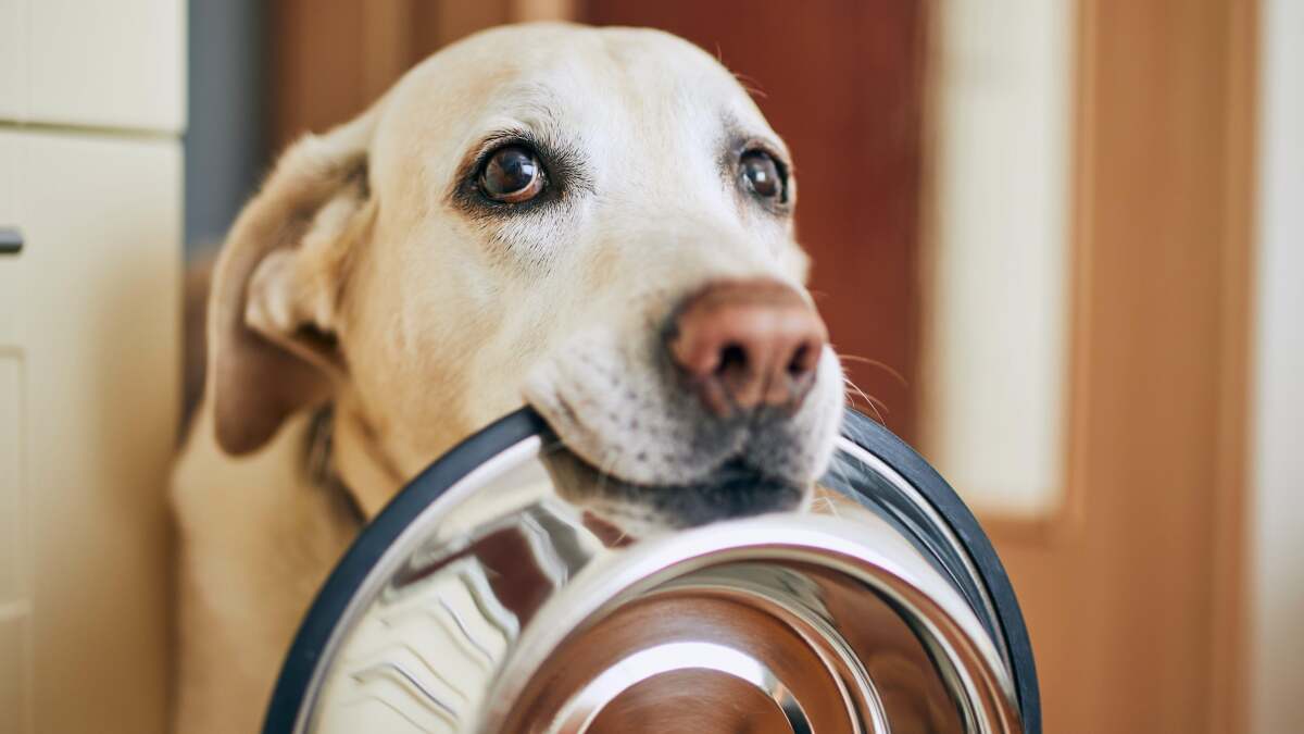 犬の生活を改善するために誰でもできる DIY プロジェクト