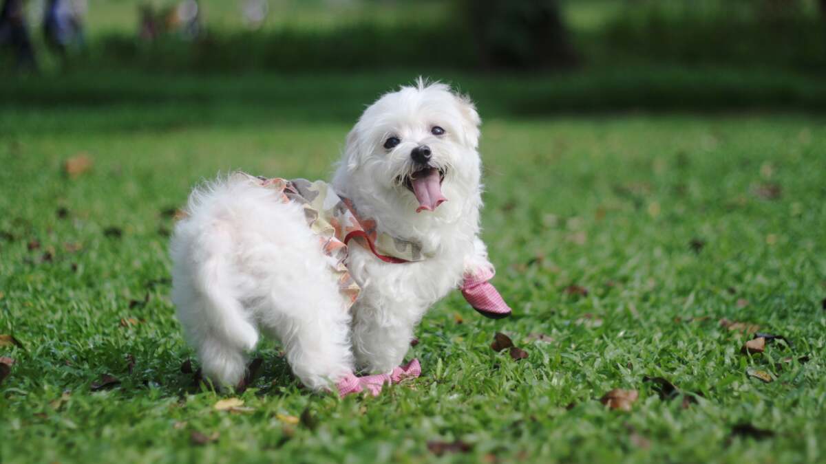 あなたの犬にはサマーブーツを買ってあげましょう