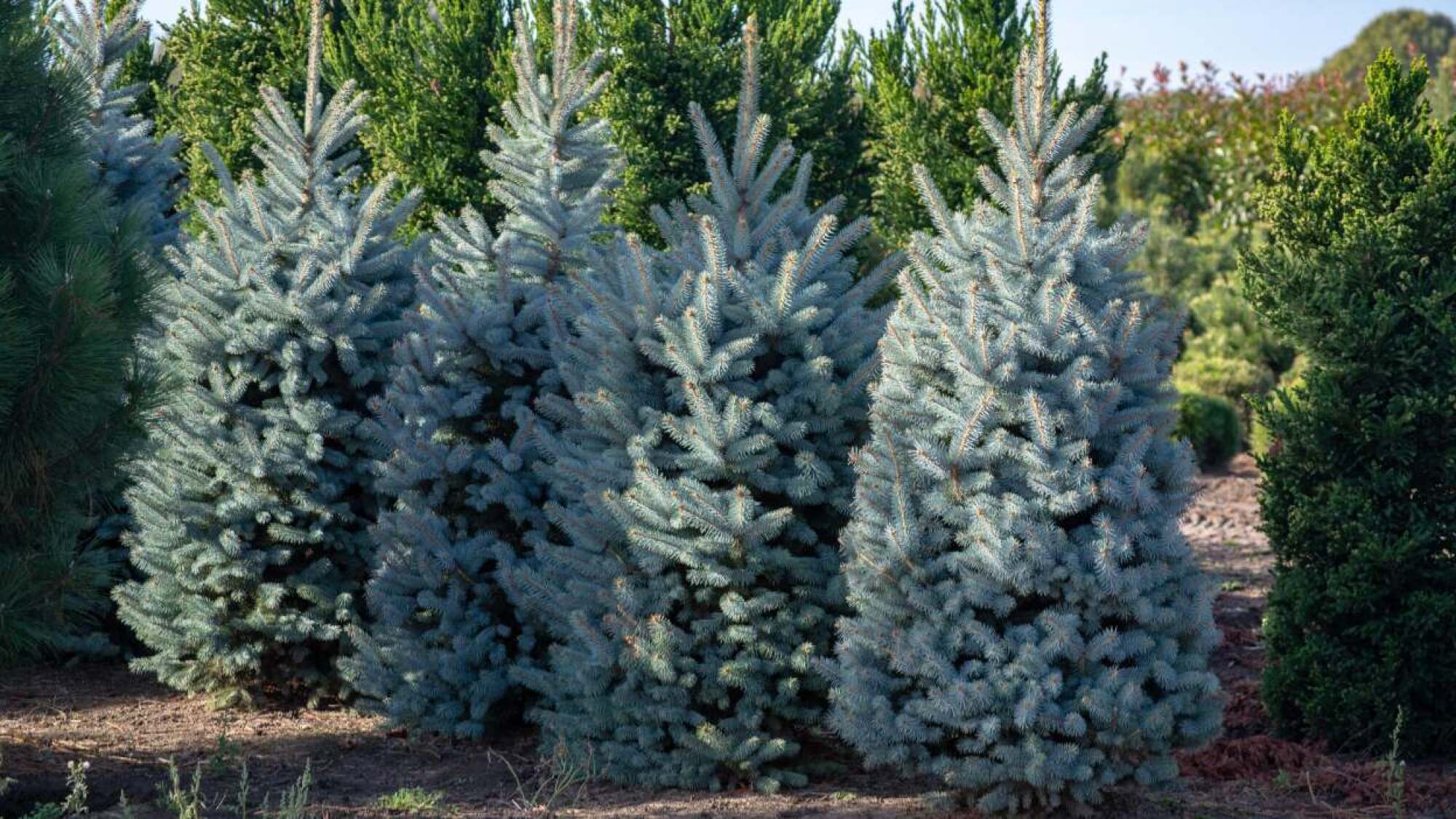 Colorado Blue Spruce trees