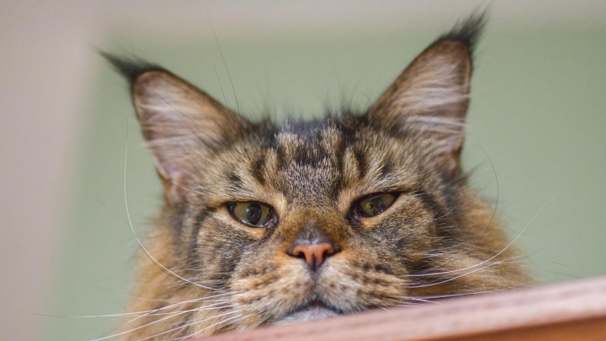 猫の咬傷は実際には非常に危険である可能性があります