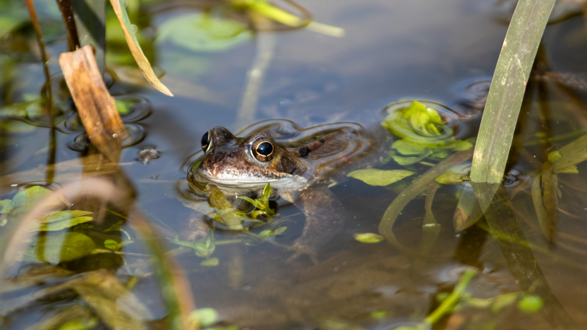 自分だけの小さな裏庭の野生生物の池を構築しましょう