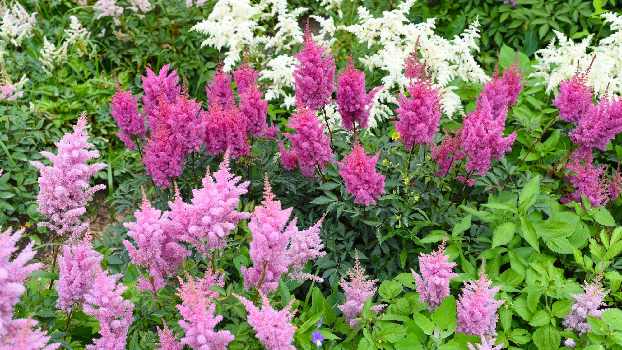 astilbe in garden