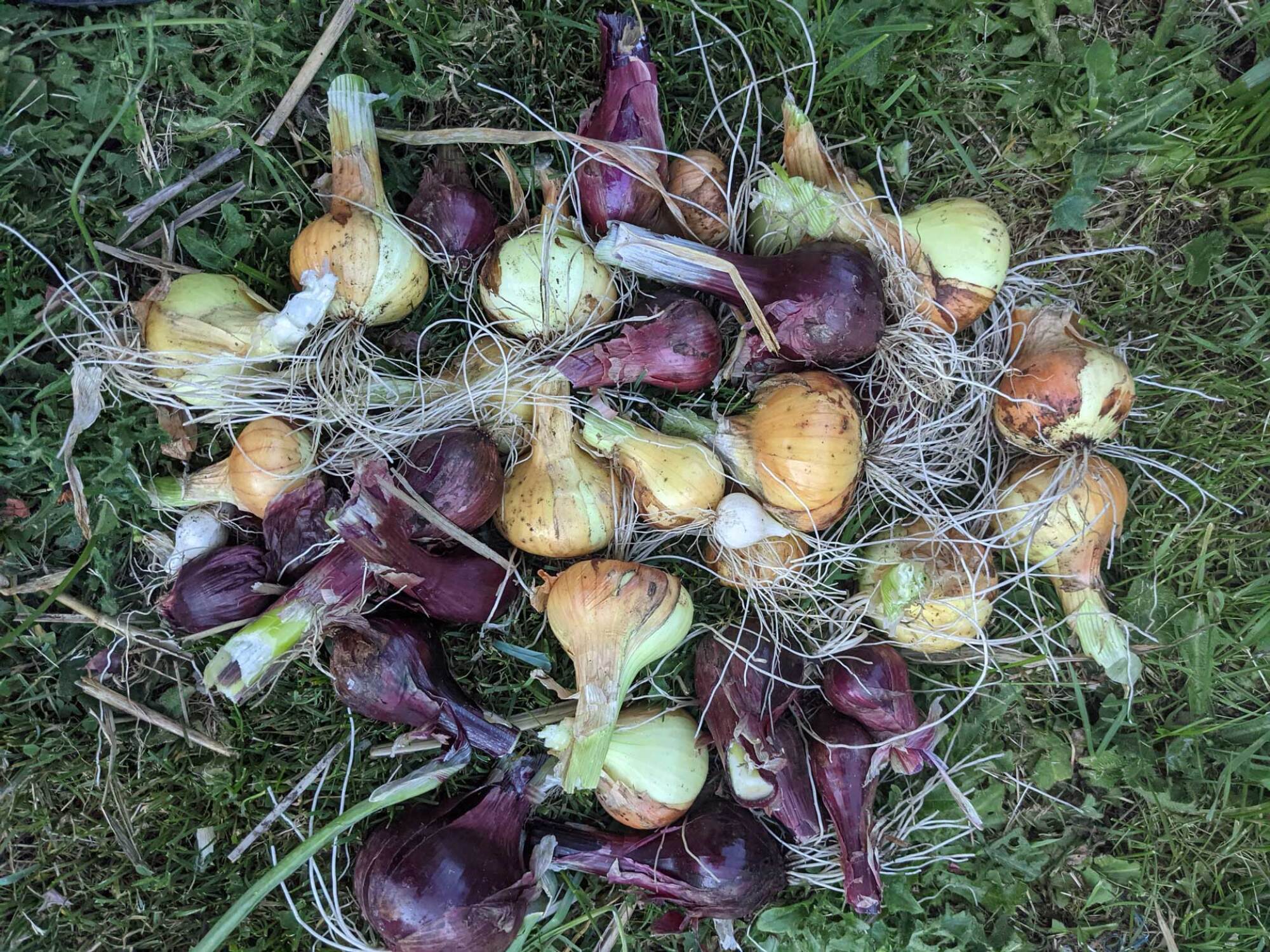 a melange of cippolinis from the garden