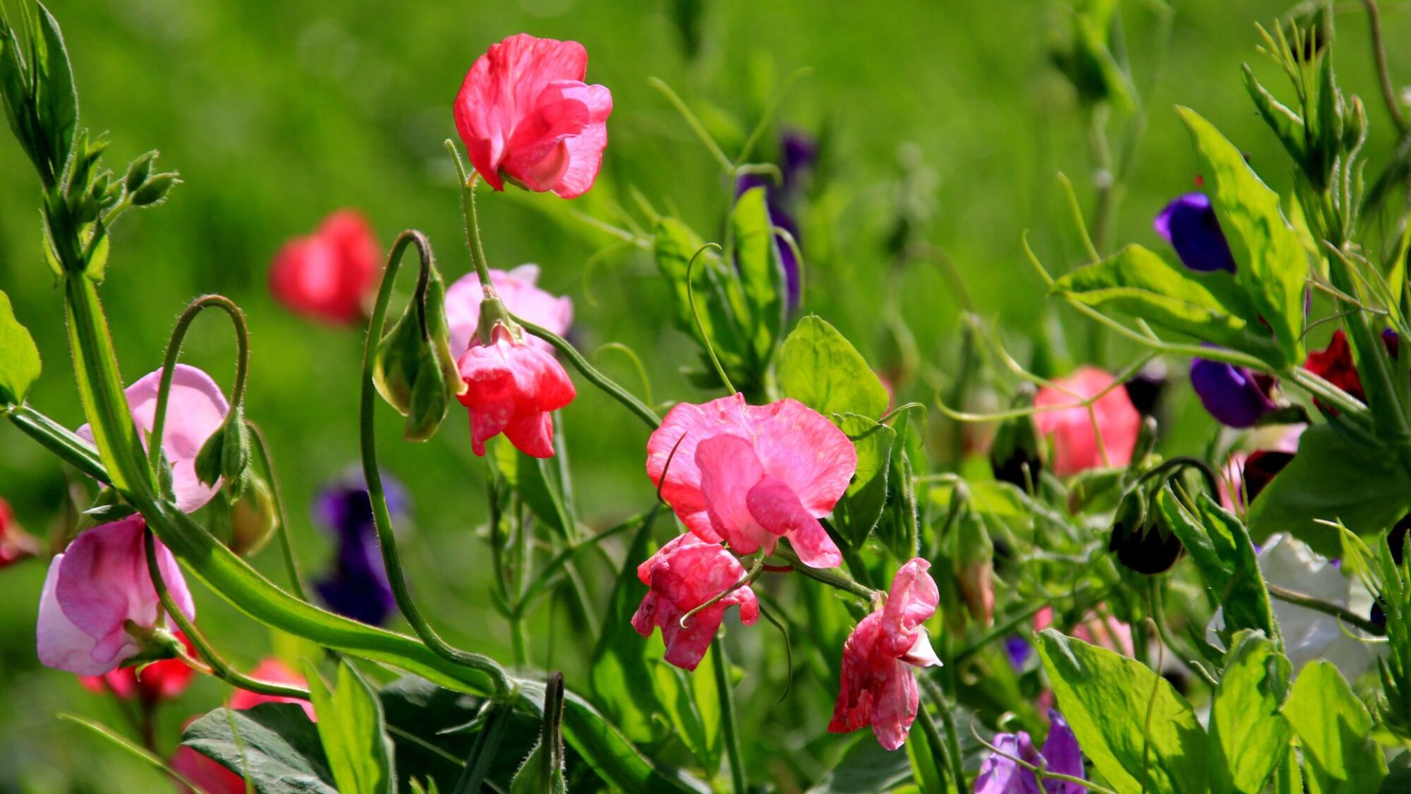 sweet peas