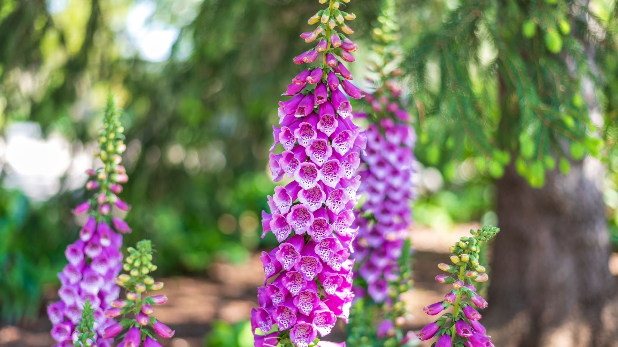 foxglove in garden