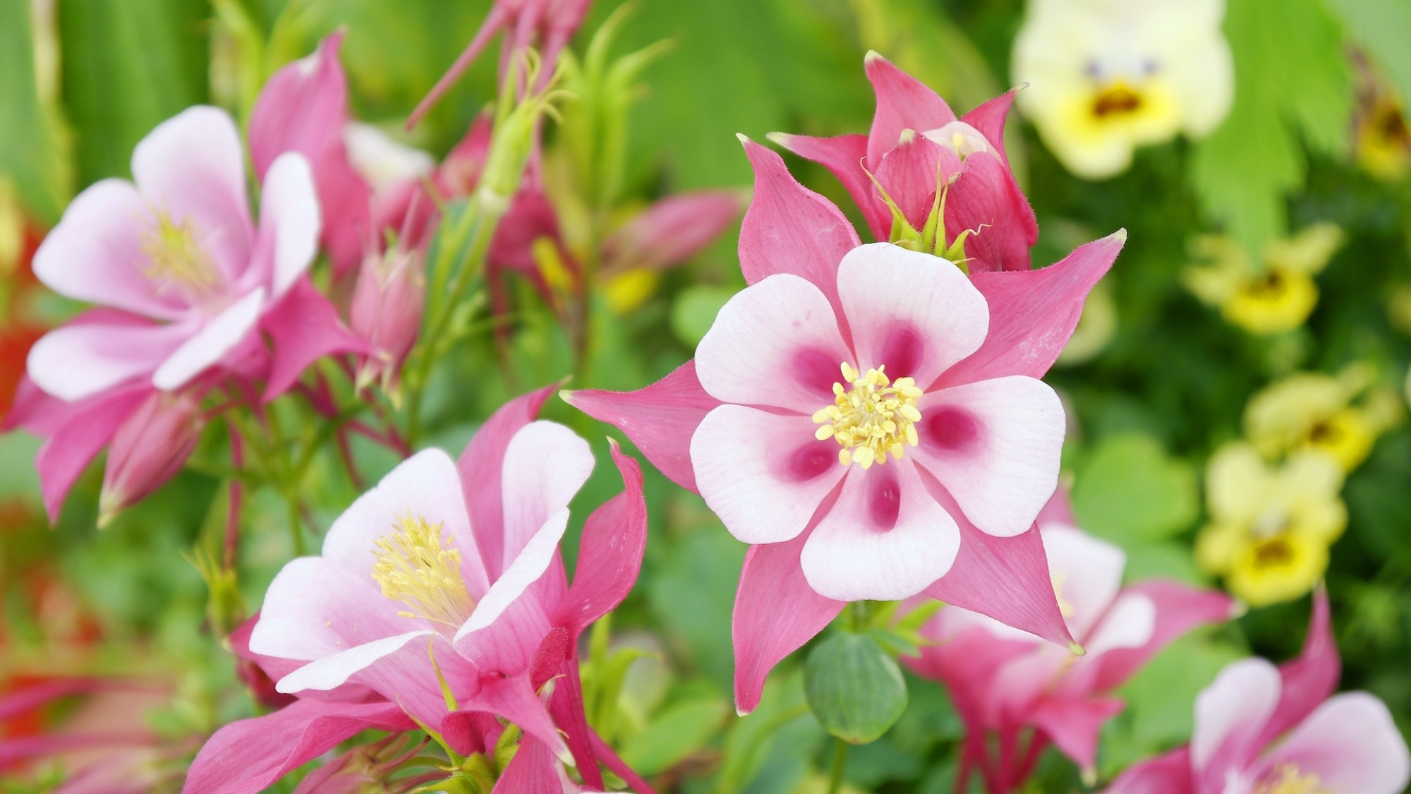 Columbine in garden