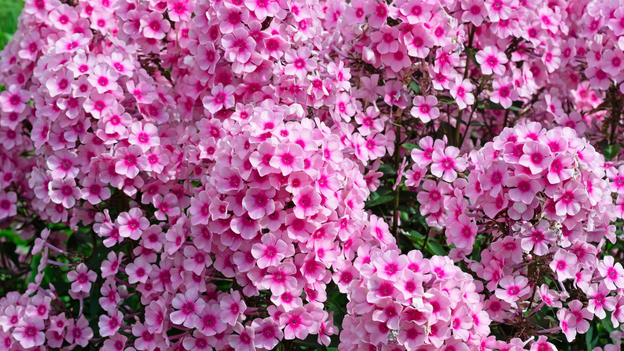 Phlox in garden