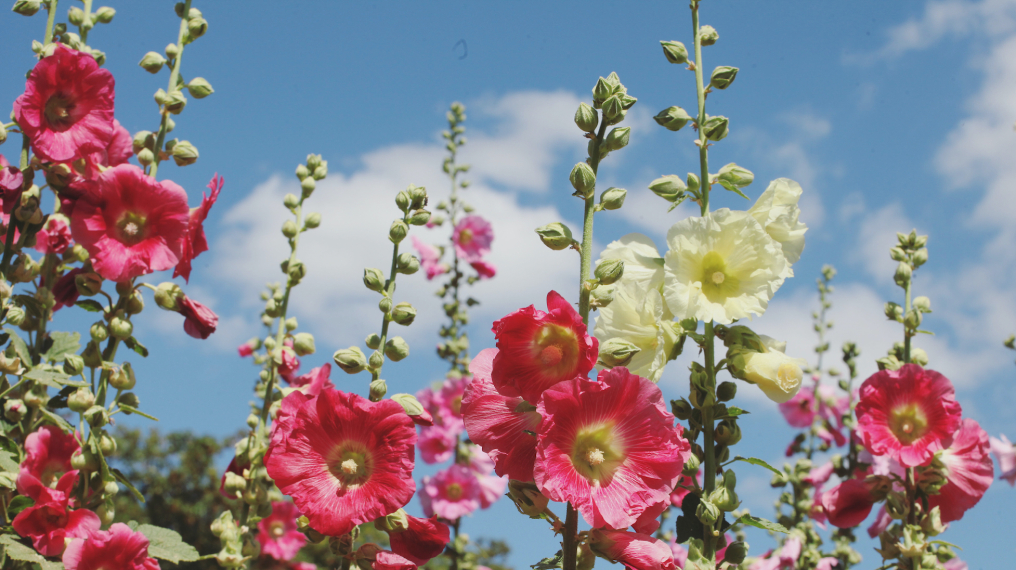 Hollyhock in garden