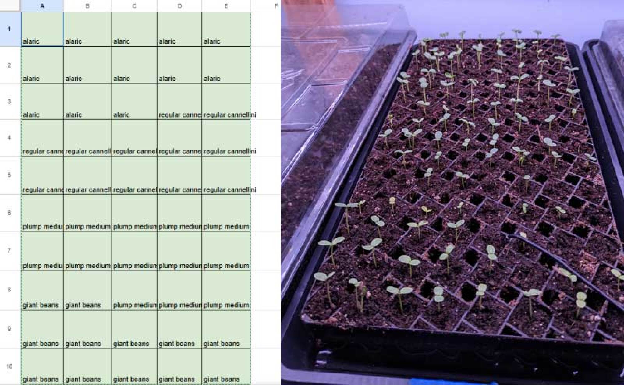 A seedsheet in excel, and the trays they represent