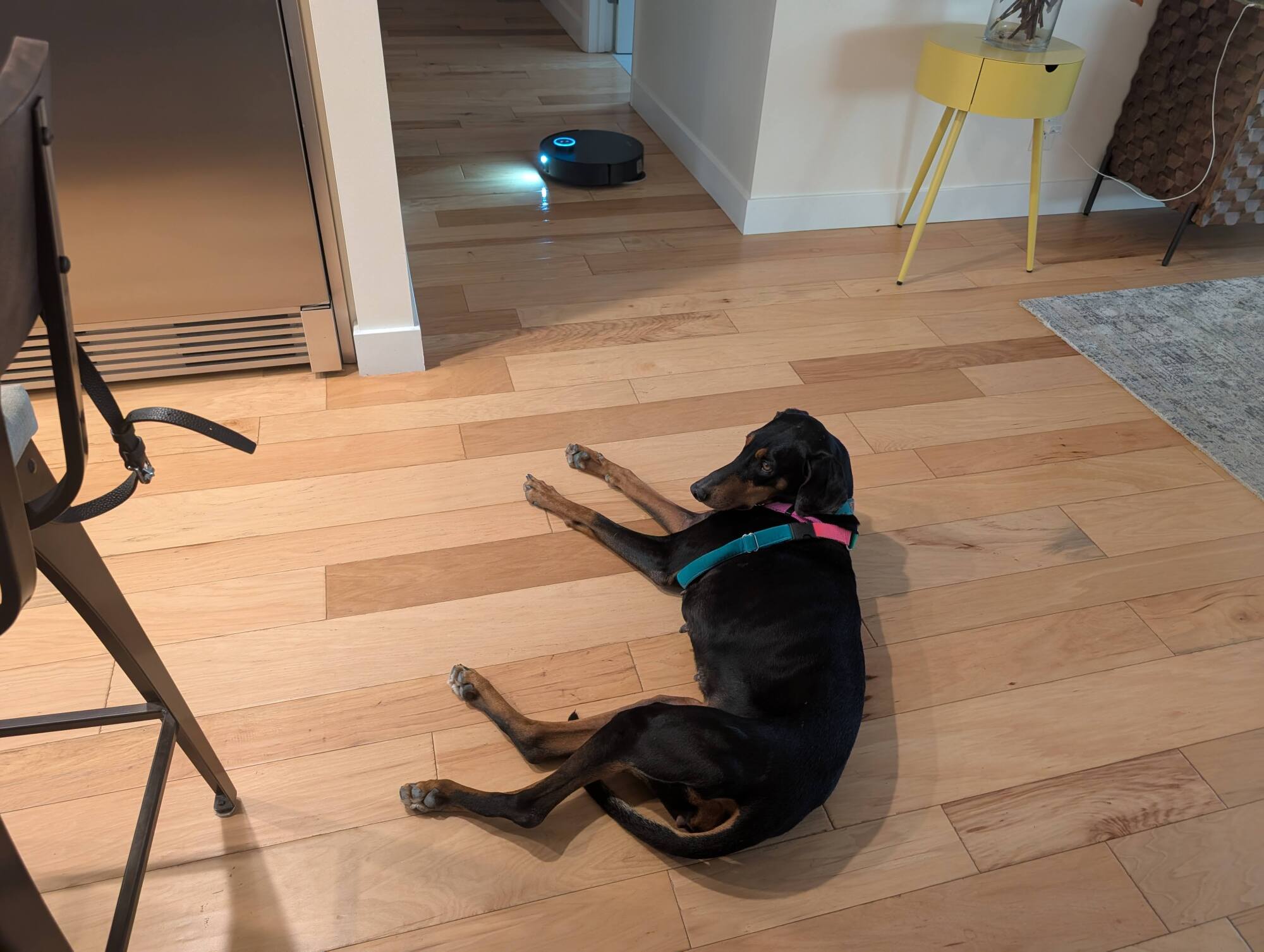 The X50 with the lights on trying to decide how to navigate around the dog.