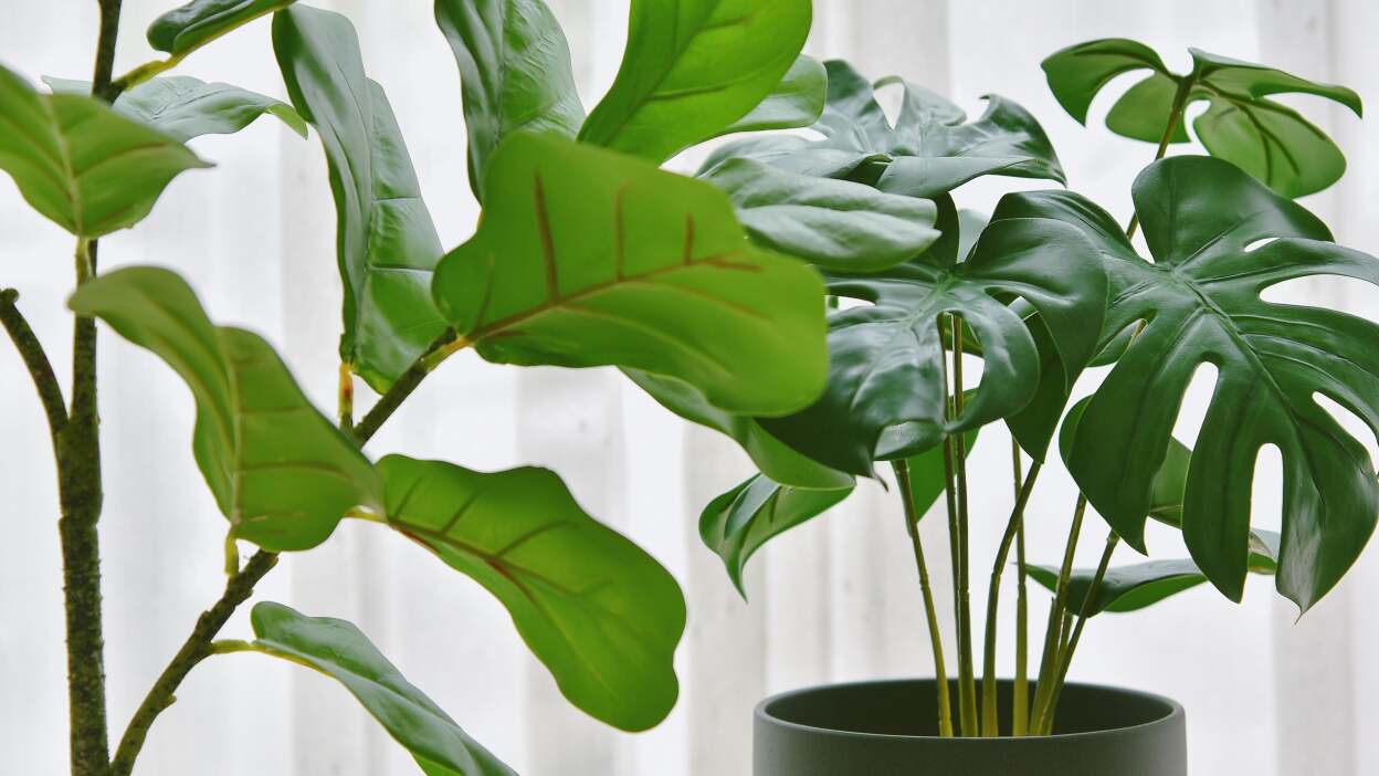 Easily water plants
