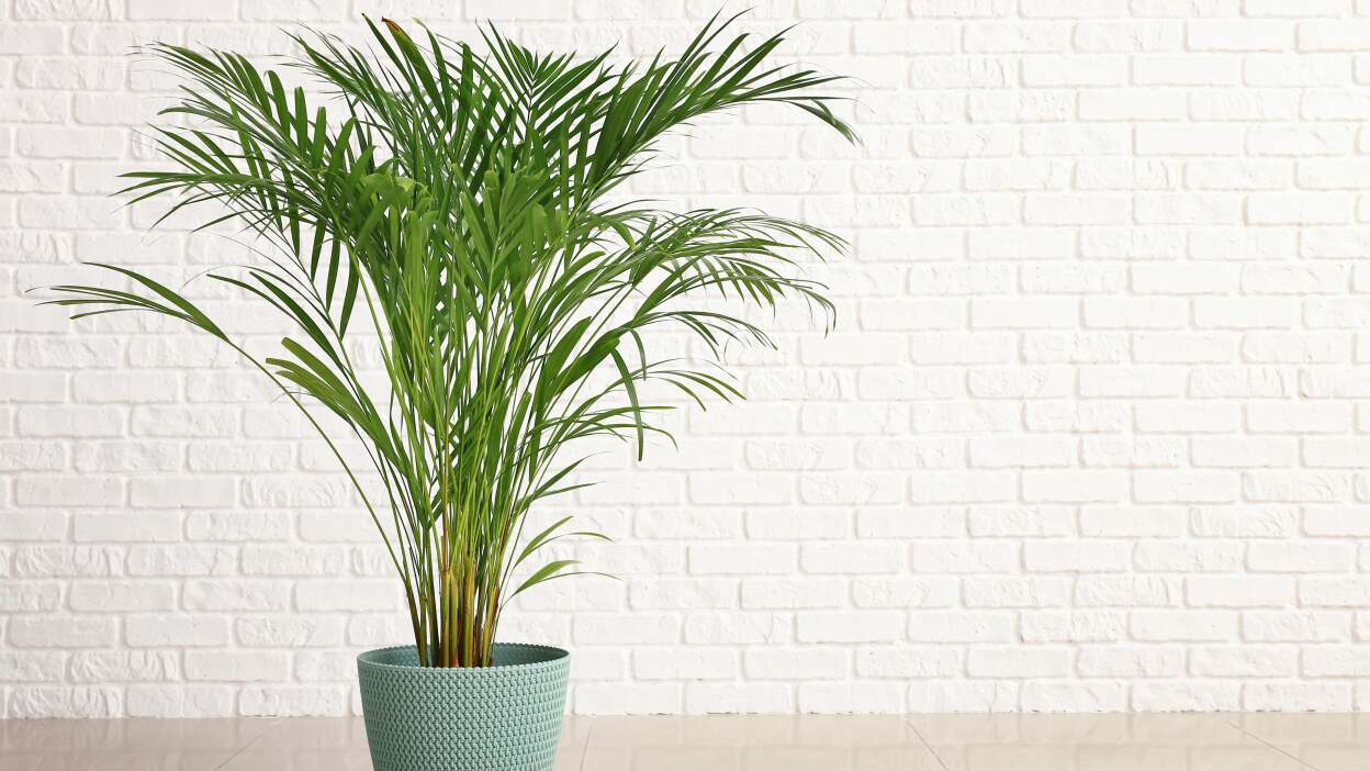 Areca palm