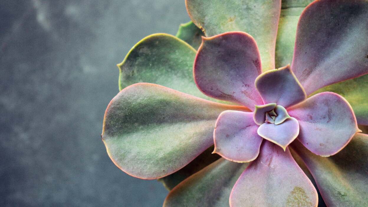 Echeveria