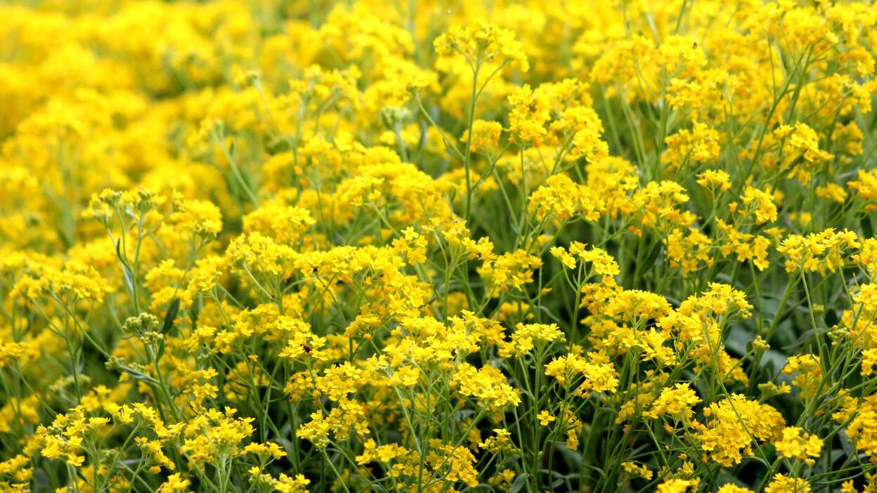 Basket-of-gold