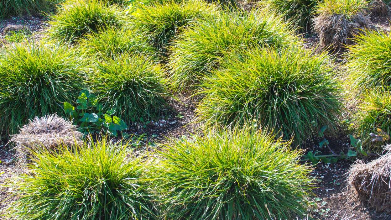 Sanddune sedge