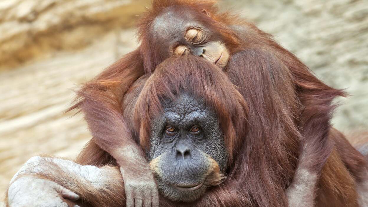 Orangutans: intimacy and education