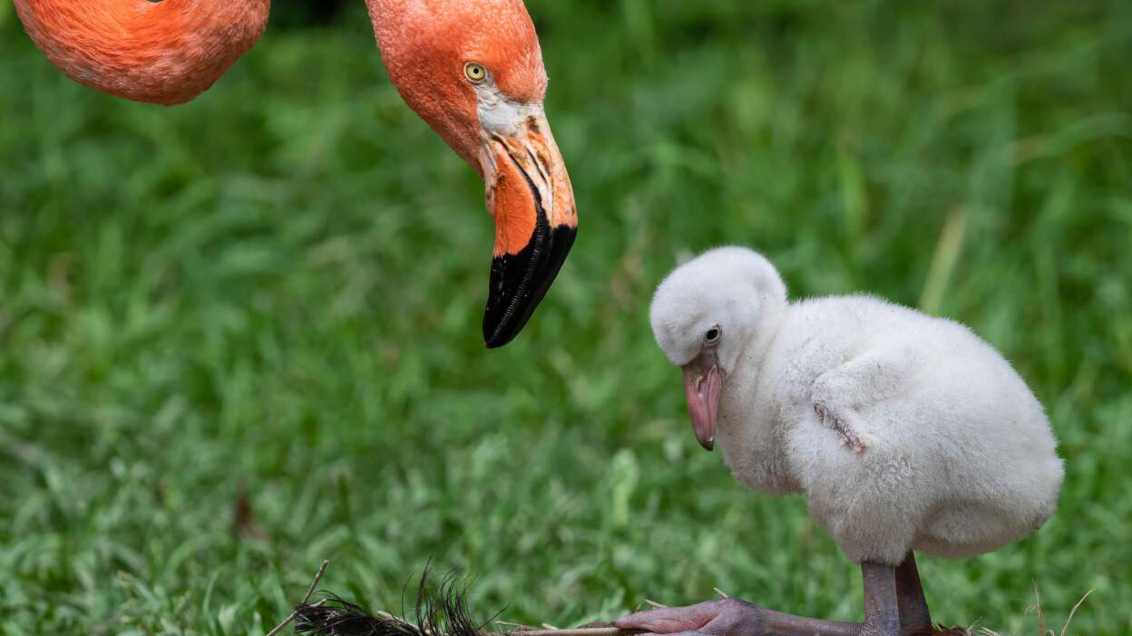 Caribbean flamingos: the importance of proper nutrition