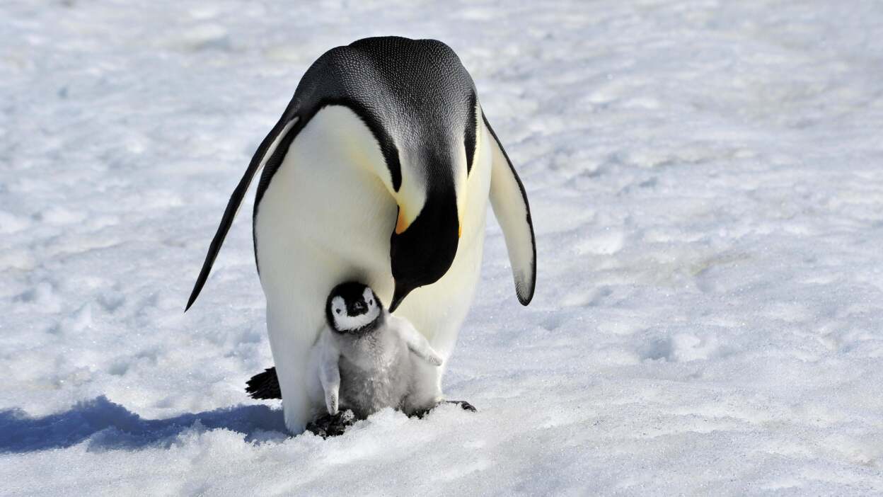 Emperor penguins: splitting up the work