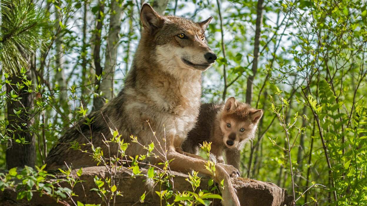 Gray wolves: nature’s traditional family