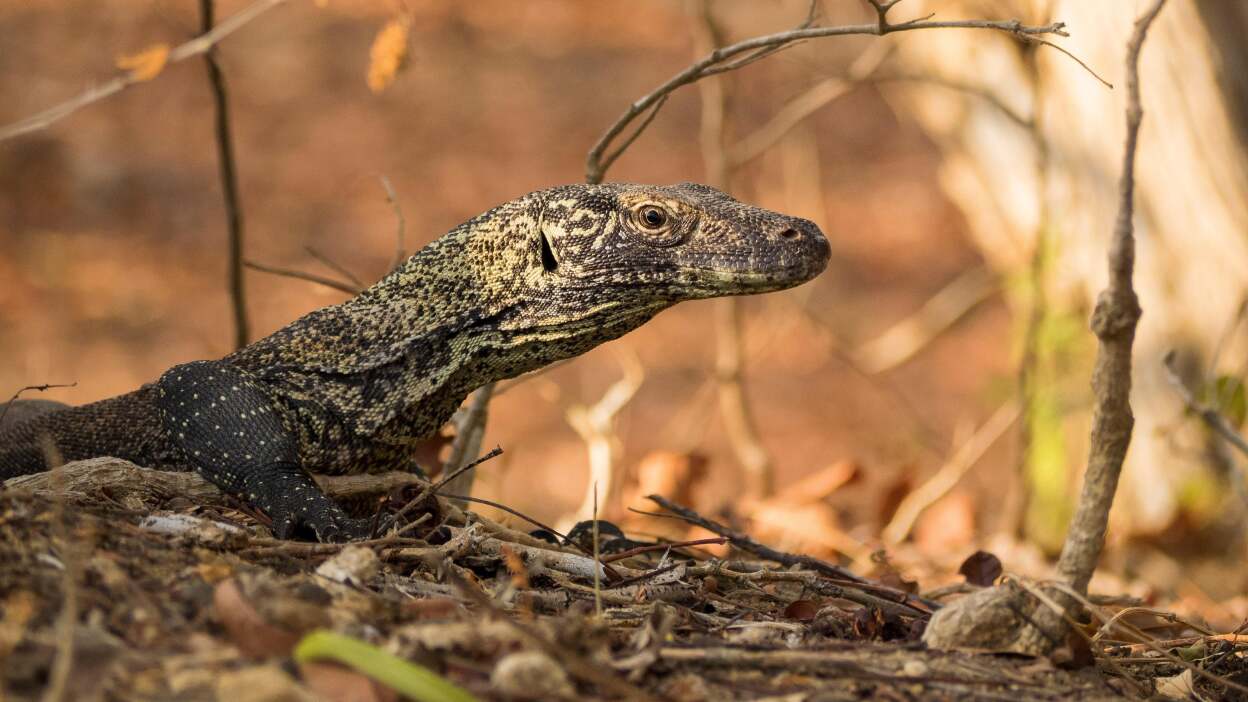 Komodo dragons: nature’s negative example