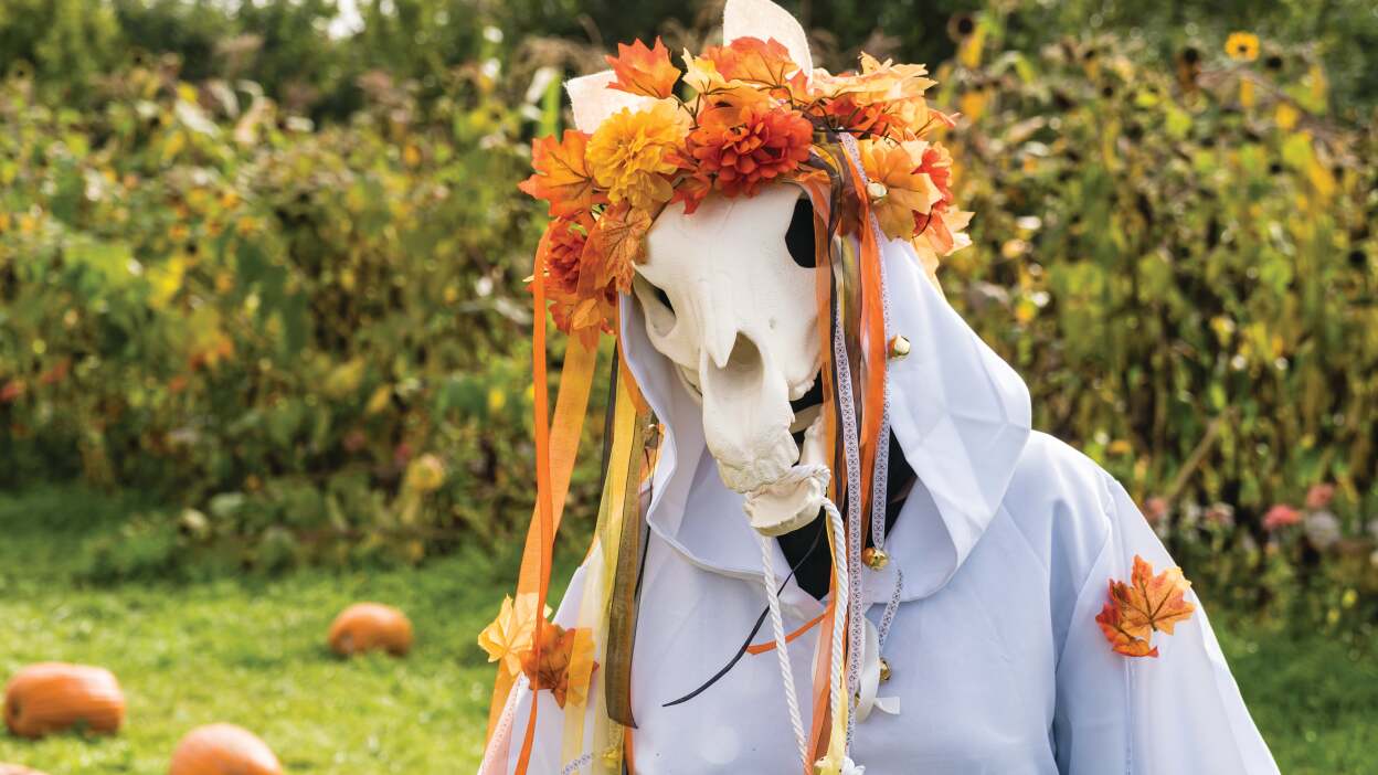 Mari Lwyd, The zombie Christmas horse (Wales)