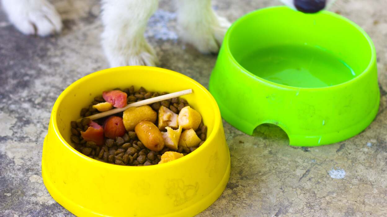 Pet items