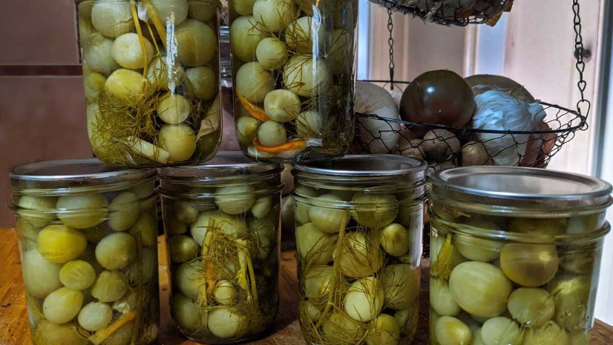 Pickled green tomatoes