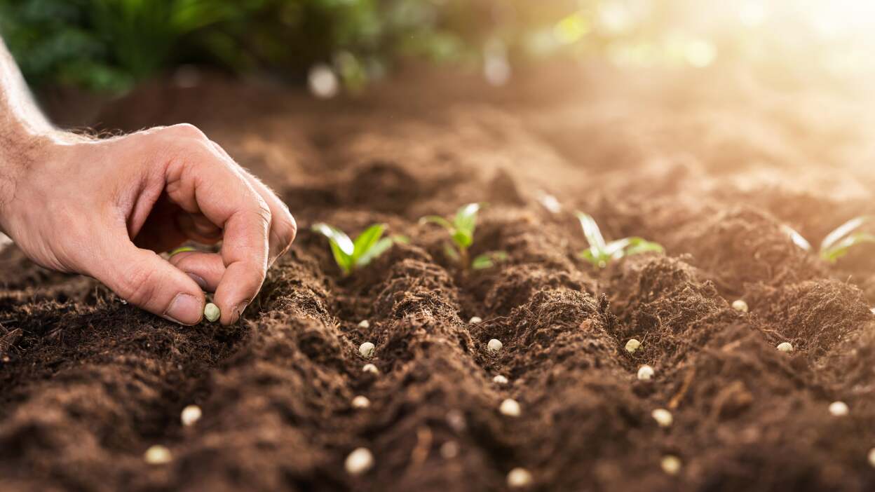  Scarifying seeds