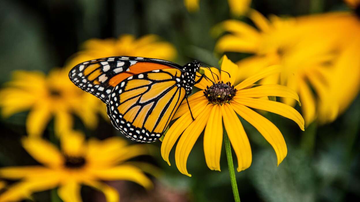         Black-eyed Susan