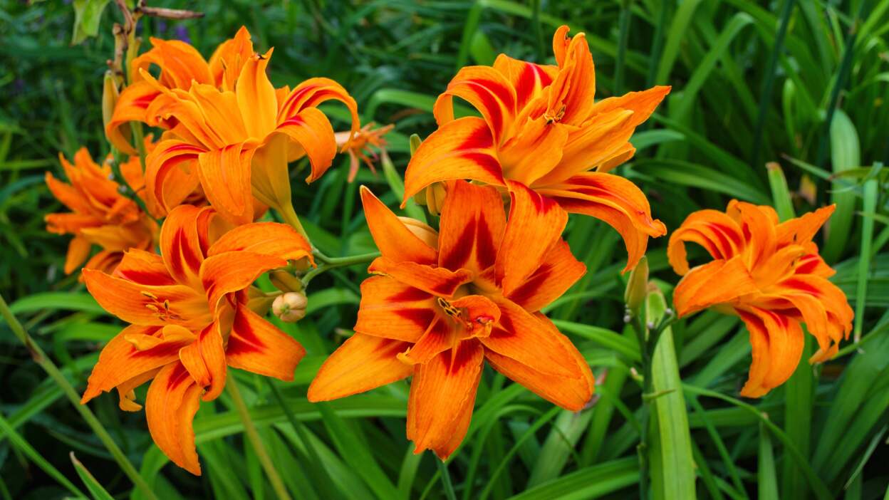  Daylilies