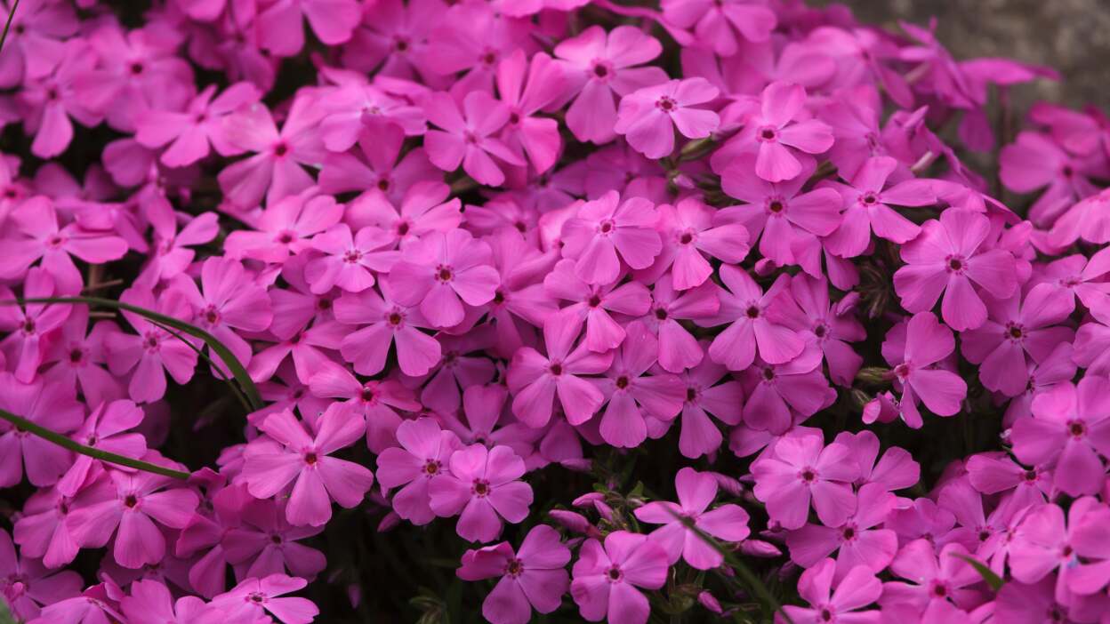  Phlox