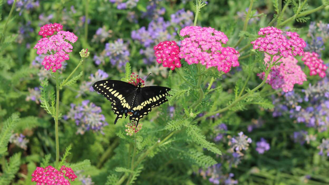 Yarrow