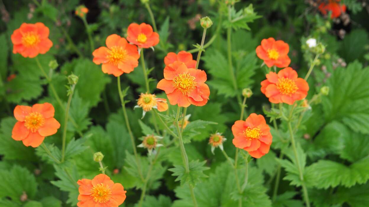         Geum