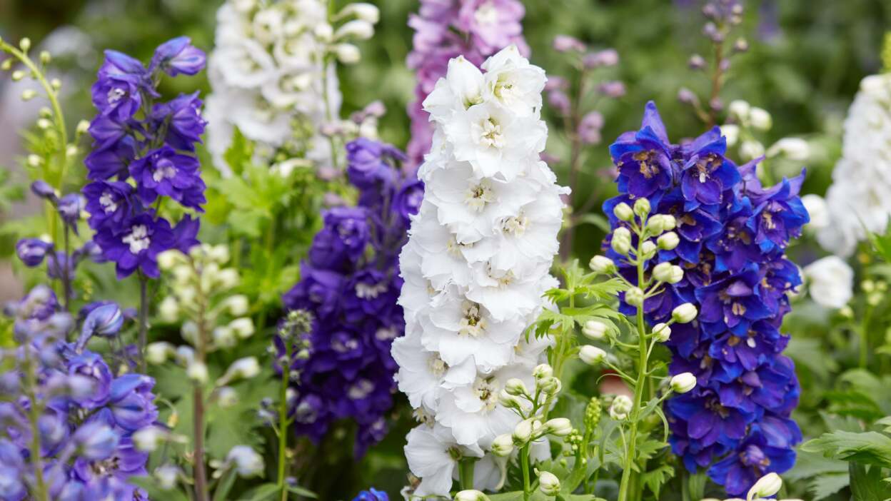  Delphinium