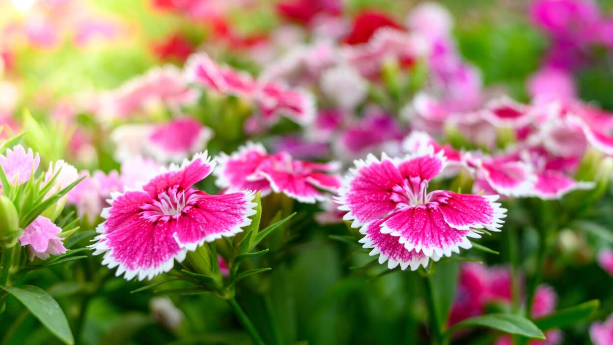 Dianthus